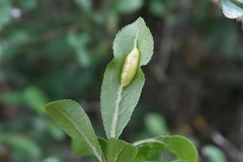 Putoniella pruni